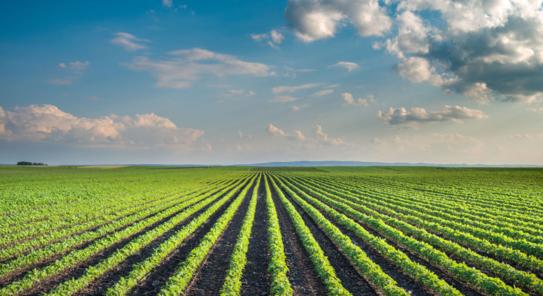 MAX-PLANCK-GESELLSCHAFT | Kostic Dusan/123RF | Monocultures characterize the landscape in many places in Germany today. Such areas are intensively fertilized and sprayed with insecticides and pesticides. There are hardly any wild plants and animals left here.