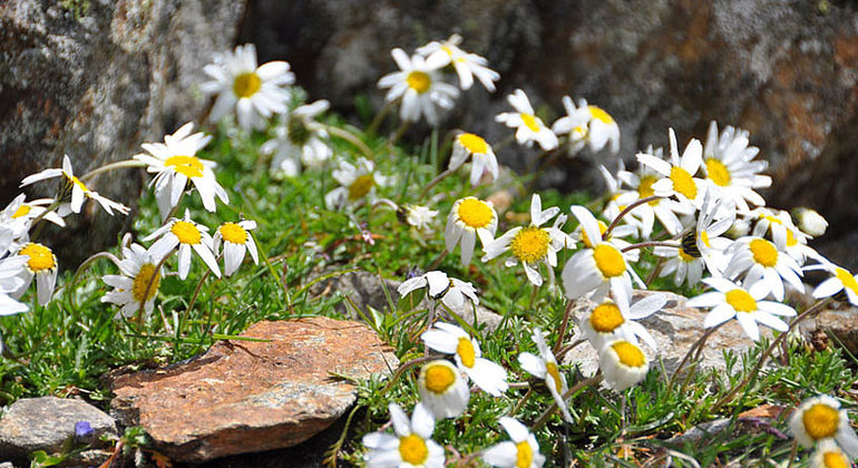 univie.ac.at | Stefan Dullinger | Die Alpenmargerite am Berg Similaun in Italien.