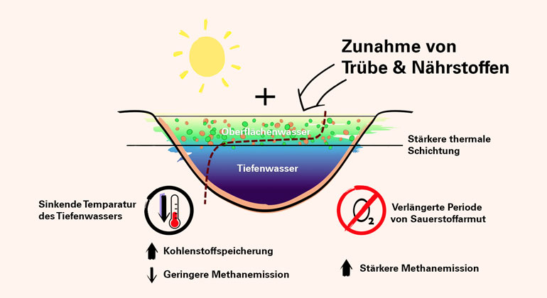 Universität Basel | Auswirkungen des Klimawandels auf die Wassertemperatur und -transparenz, die Dichteschichtung und den Sauerstoffgehalt in Seen. Im Gegensatz zu klaren Seen entwickeln durch erhöhte Nährstoffzufuhr getrübte oder z.B. durch Huminstoffe gefärbte Seen einen «thermalen Schutzschild», der letztlich zur Abkühlung des Sees führen kann.