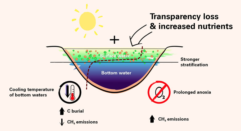 University of Basel | Effects of climate change on the water temperature, water transparency, density stratification and oxygen content in lakes. In contrast to clear lakes, nutrient-rich and thus more turbid lakes develop a “thermal shield” that can cause the deeper part of the lake to cool down.