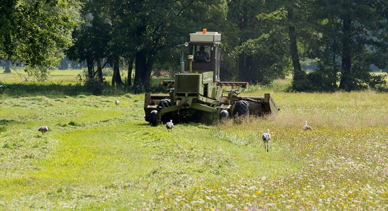 dbu.de | Naturschutzstiftung Heidekreis | Grünland bietet vielen Tier- und Pflanzenarten, darunter auch zahlreichen gefährdeten Insektenarten, wichtige Lebensräume. In einem DBU-geförderten Projekt der BTU Cottbus wird nun untersucht, welche Auswirkungen spezielle Geräte der Grünlandmahd auf zum Beispiel Heuschrecken und Käfer haben.