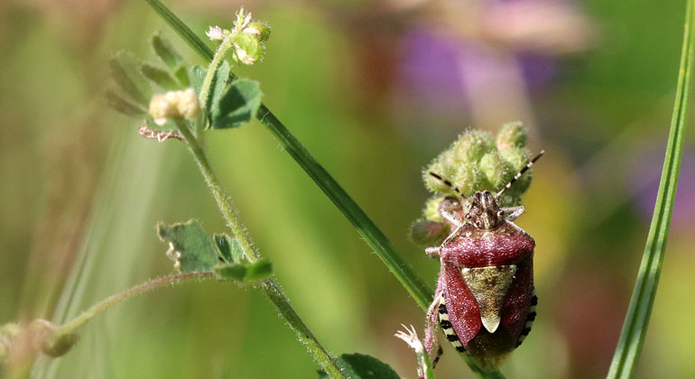 Dr. Stefan Seibold / TUM | Die Beerenwanze (Dolycoris baccarum) ist eine der weniger Arten, die bisher kaum zurueck gegangen sind. Andere Arten sind im untersuchten Zeitraum auf einzelnen Flaechen schon ganz verschwunden.