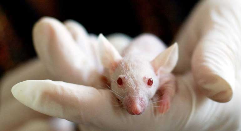 pixabay.com | tiburi | In der Bevölkerung gibt es eine Mehrheit gegen Tierversuche: Laut Forsa-Umfrage sind 71 % gegen besonders leidvolle Tierversuche, 52 % halten Tierversuche generell nicht für erforderlich.