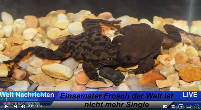 Nachrichten TV / Screenshot | Gewinner: Ein männlicher Sehuencas-Wasserfrosch lebte fast zehn Jahre alleine, als letzter seiner Art im Naturhistorischen Museum „Alcide d’Orbigny“ in Bolivien. Jetzt fand man im Rahmen einer gezielten Suchaktion in den Nebelwäldern des Landes ein weibliches Pendant.