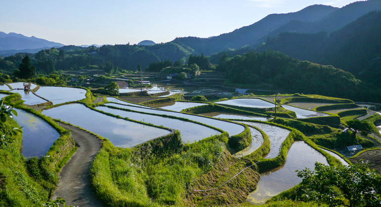 pixabay.com | DeltaWorks | Rice is grown on flooded fields. The water releases the arsenic from the soil and the plants absorb it.