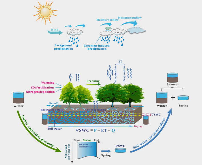 Universität Augsburg | Diagram showing how earlier spring greening modulates summer soil moisture.