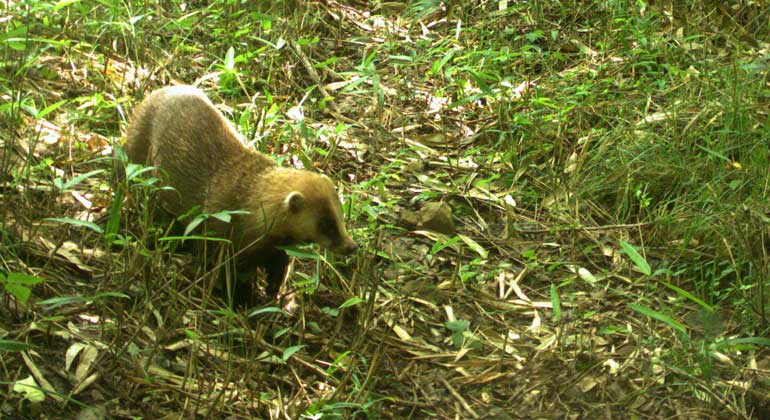 University of Gerogia/ Lyons et al. | Badger - Dachs