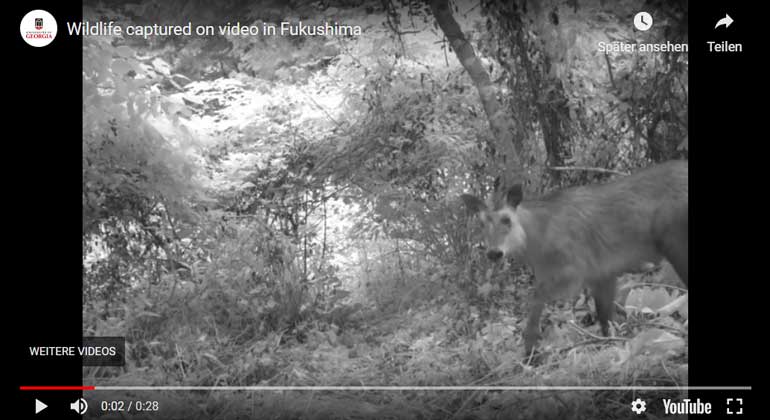 Study shows animal life thriving around Fukushima