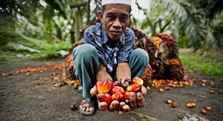 WWF | Palmöl-Kleinfarmer, Sumatra, Indonesien