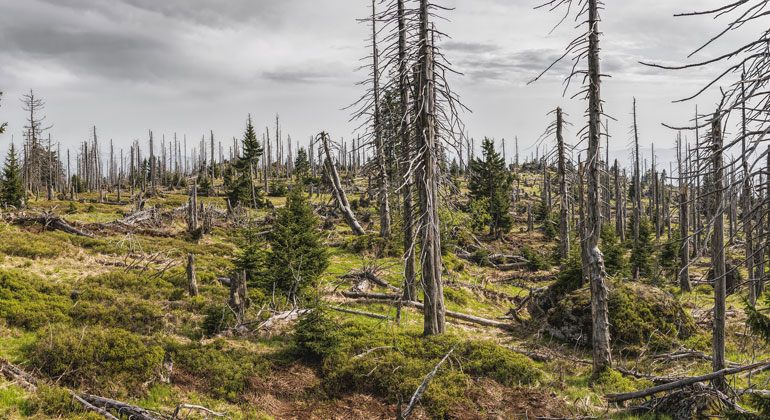 Sor­ge um den deut­schen Wald