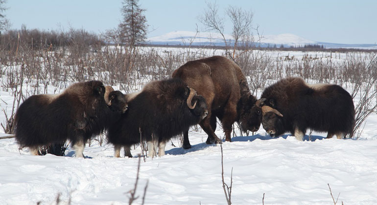 cen.uni-hamburg.de | Pleistocene Park | Bisons im Pleistozän-Park