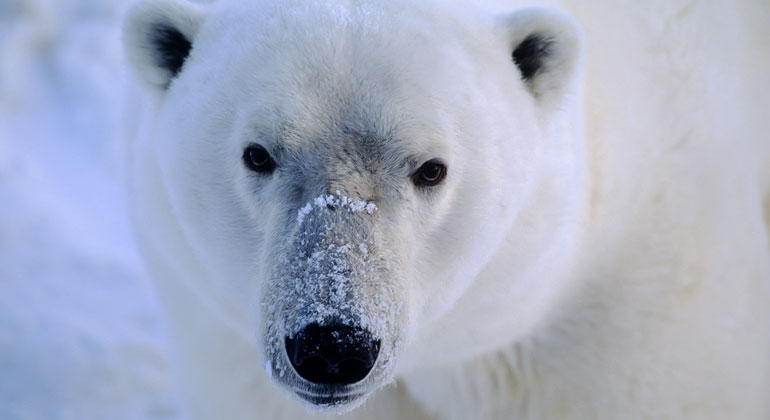 bigstock | outdoorsman | Von der Klimakrise sind auch die Eisbären betroffen. Vier Eisbär-Bestände sind wegen der Erderhitzung im deutlichen Rückgang, um bis zu 40 Prozent seit 2004.