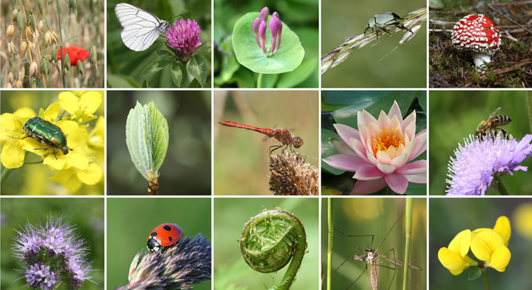 Depositphotos | yulan | -	Der weltweite Biodiversitätsverlust führt nicht nur zum dramatischen Verlust ungestörter Lebensräume und zum Aussterben vieler endemischer Arten.