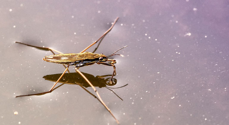 pixabay.com | analogicus | Contrary to the trend for land-dwelling insects, the number of freshwater insects has increased. This could be due to effective water protection measures. The photo shows a water striders.