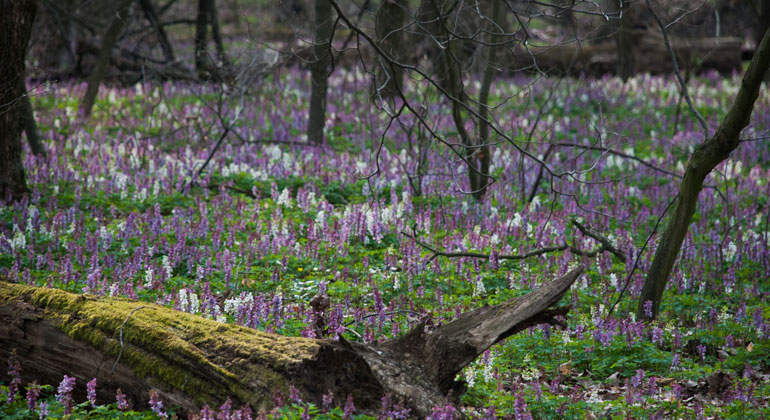 Plant diversity in European forests is declining