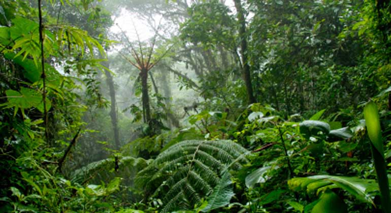 One dollar invested in rainforests saves 5.4 dollars spent on other climate protection measures