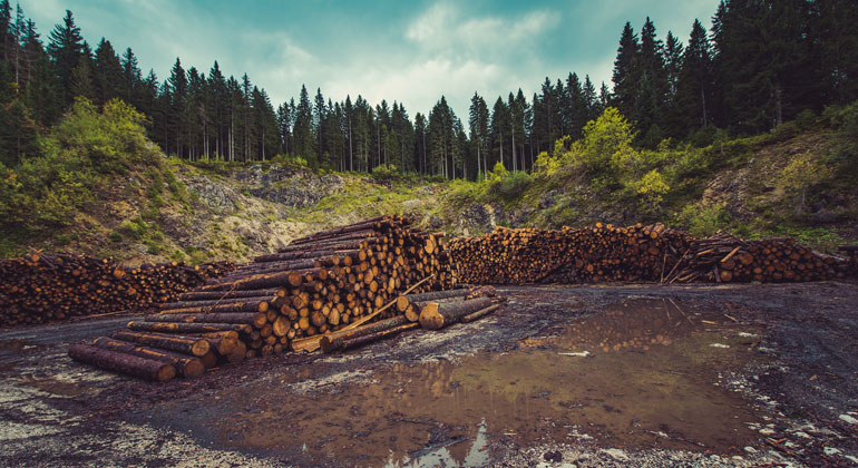 We Lost a Football Pitch of Primary Rainforest Every 6 Seconds in 2019