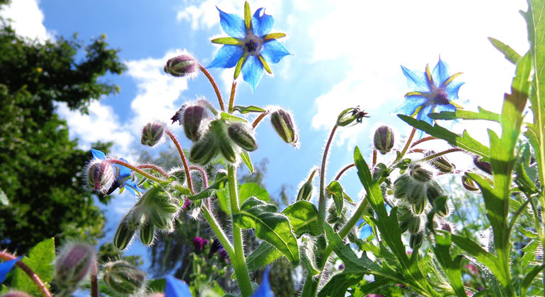 pixabay.com | JoyfulDesign | Eine App erleichtert die Pflanzenbestimmung! Wer von uns kennt die Situation nicht? Beim Wandern entdecken Sie eine Pflanze, über die Sie gern mehr erfahren würden. Wie heißt die Pflanze, ist sie giftig oder steht sie womöglich unter Naturschutz?