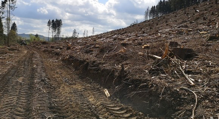 deutscheumweltstiftung.de | Pierre L. Ibisch | Kahlschlag im Harz bei Harzgerode, Sachsen-Anhalt (2020)