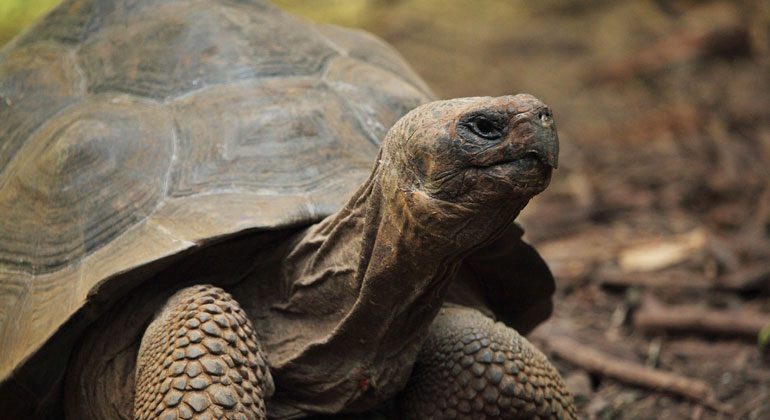 Jede zweite Schildkrötenart droht auszusterben