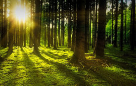 pixabay.com | JohannesPlenio