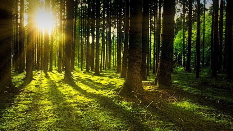 pixabay.com | JohannesPlenio