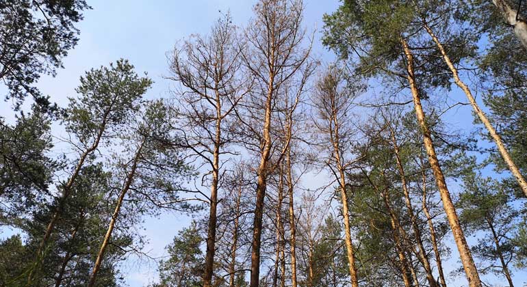 dbu.de |Samuel Klyne/Bundesforst | Der Wald in der rund 2.100 Hektar großen DBU-Naturerbefläche Oranienbaumer Heide leidet unter der Trockenheit der vergangenen zwei Jahre: Kiefern, aber auch Birken sind teils abgestorben.