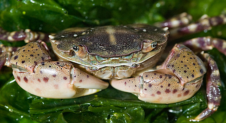 Alfred-Wegener-Institut / Uwe Nettelmann | Die Asiatische Strandkrabbe, Hemigrapsus sanguineus, als geschlechtsreifes Tier.