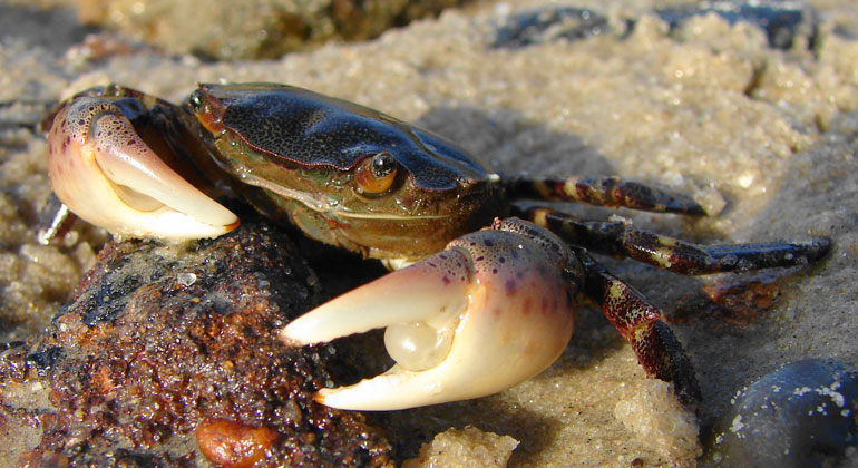 Alfred-Wegener-Institut / Karsten Reise | Introduced, invasive species on the coasts of the North Sea, of which strong impacts are known, but which has not yet occurred on domestic coasts.Perhaps possible displacement of local beach crab, Carcinus maenas.