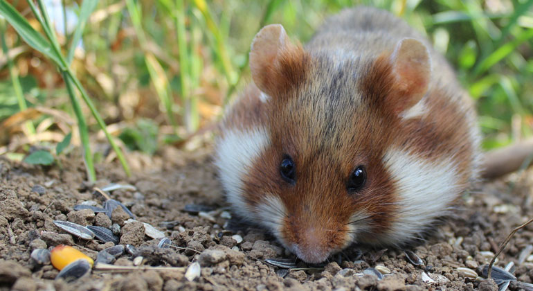 pixabay.com | SgH | European Hamster now Critically Endangered