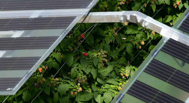 GroenLeven | Bessere Wachstumsbedingungen für Himbeeren durch PV