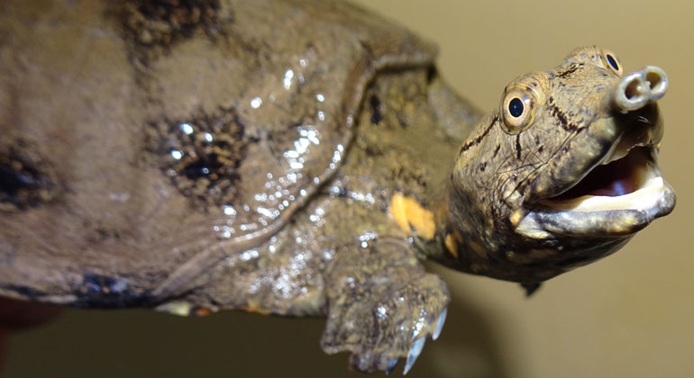 WWF | Thomas Ziegler | Pelodiscus variegatus: Auffällig an der kleinen, gefleckten Schildkröte ist vor allem ihre rüsselartige Nase.