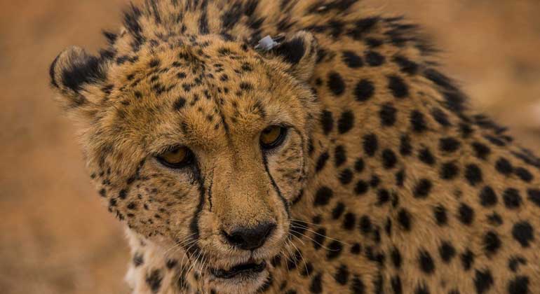mpg.de | Sergio Izquierdo | Cheetah with ear tag.