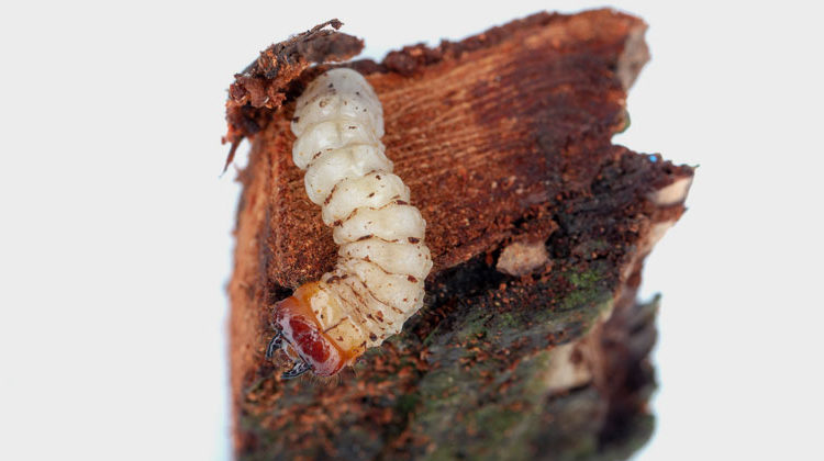 pixabay.com | DavidHabluetzel