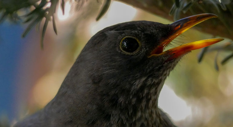 Warum verschwinden unsere Vögel?