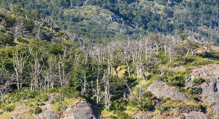 University of Leeds | Nothofagus pumilio (southern beeches) forests around Lago Argentino, in the Andes of southern Patagonia, Argentina.