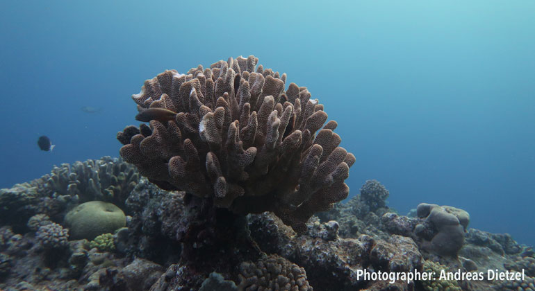 ARC Centre of Excellence for Coral Reef Studies | Andreas Dietzel
