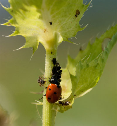 iDiv.de | Christoph Scherber | Black bean aphid and lady beetle