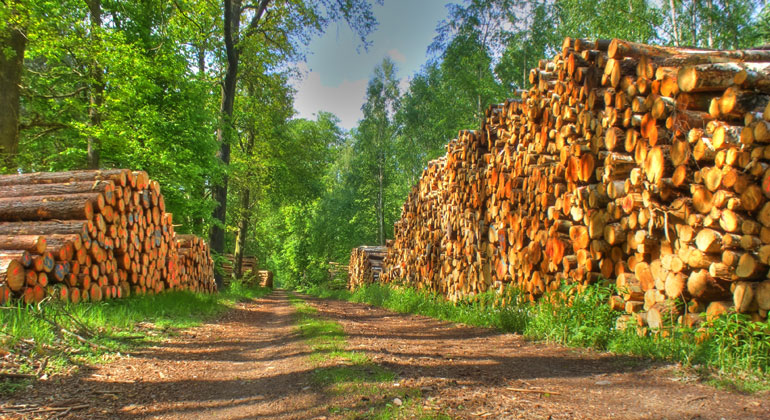 Energetische Verwendung von Waldholz neu geregelt