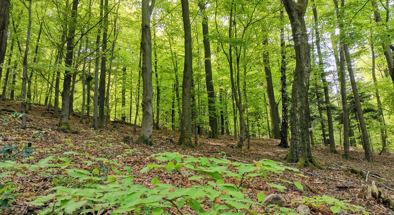 Cost of Planting, Protecting Trees to Fight Climate Change Could Jump