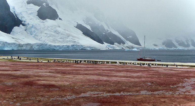 National Snow and Ice Data Center (NSIDC) | Bob Gilmore | Antarctica | 