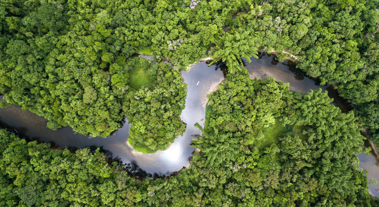 Amazon rainforest losing resilience