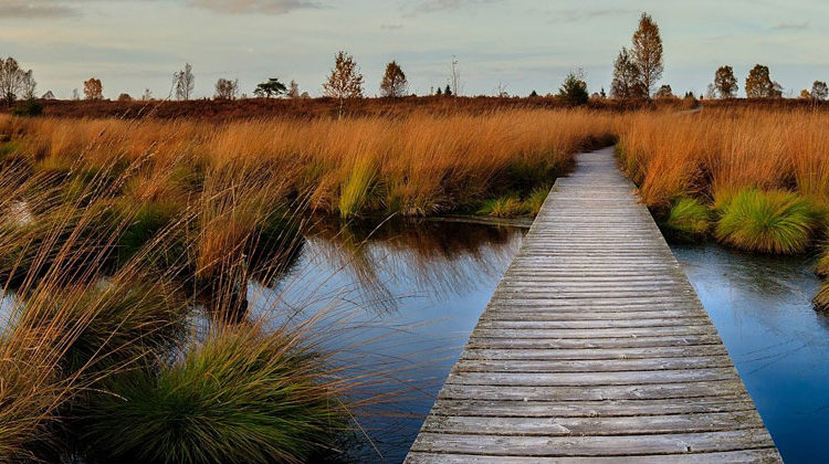 pixabay.com | Herbert Aust | Moor