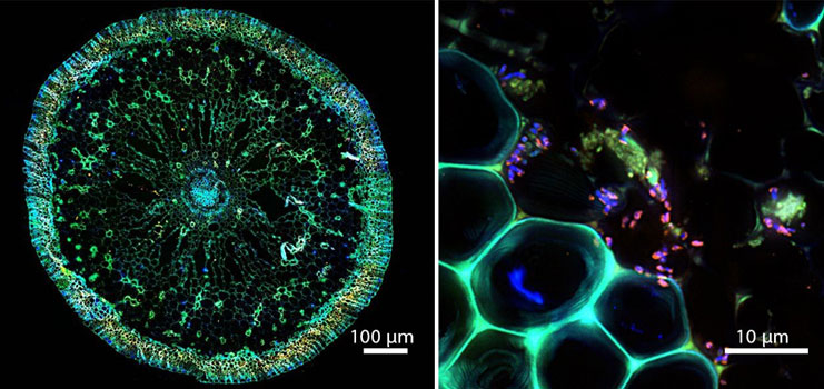 © Daniela Tienken/Soeren Ahmerkamp /Max Planck Institute for Marine Microbiology