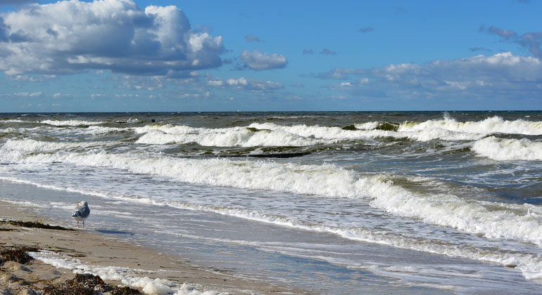 Altered chemistry impedes recovery in the Baltic Sea