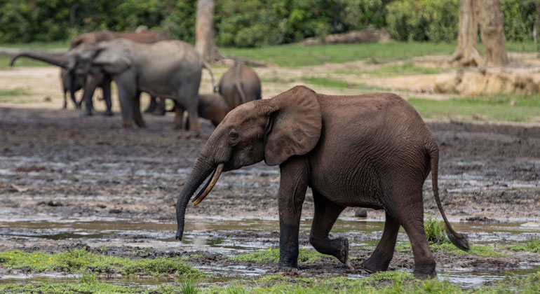 WWF-Bayanga-Nicolon | Afrikanische Waldelefanten