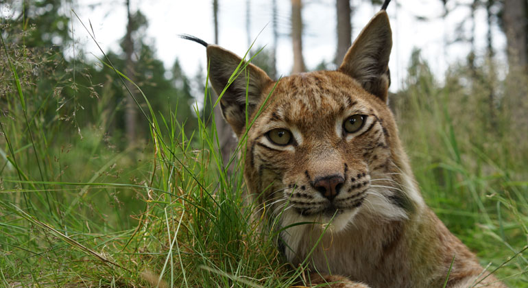 WWF | Robert Guenther | Luchs