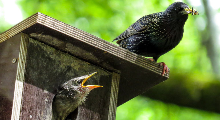 Climate change affects the diet of birds