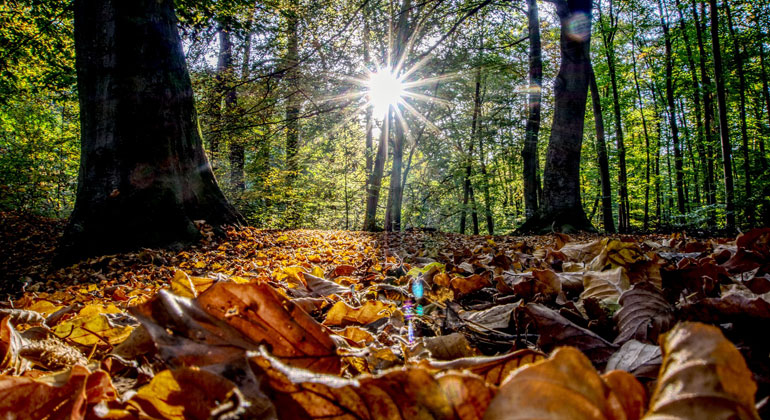 Diverse forests hold huge carbon potential, as long as we cut emissions