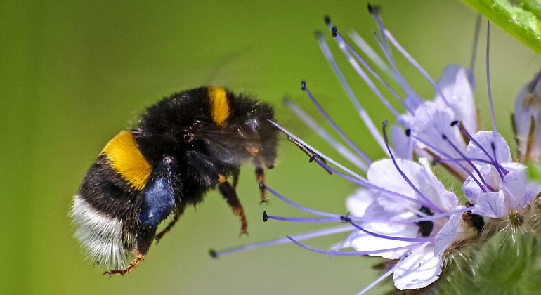 The forest as a shelter for insects in warmer climates?